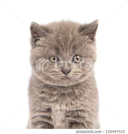 Gray Scottish Fold Cat sits on white background . A playful kitten. 130447525