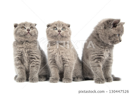 Gray Scottish Fold Cat sits on white background . A playful kitten. Gray Scottish Fold Cat sits on white background . A playful kitten. 130447526
