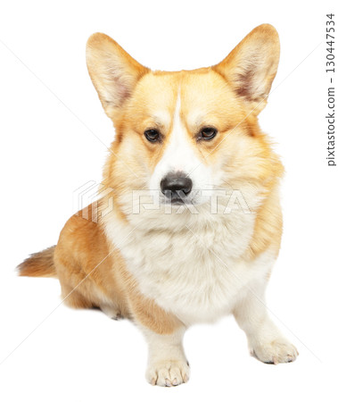 Welsh Corgi Pembroke Dog Isolated on White Background in studio Welsh Corgi Pembroke Dog Isolated on White Background in studio 130447534