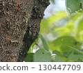 A cicada perched on the trunk of a cherry tree 130447709