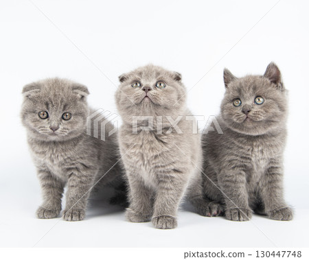 Cute grey British Shorthair cat kitten on a white background. Cute grey British Shorthair cat kitten on a white background. 130447748