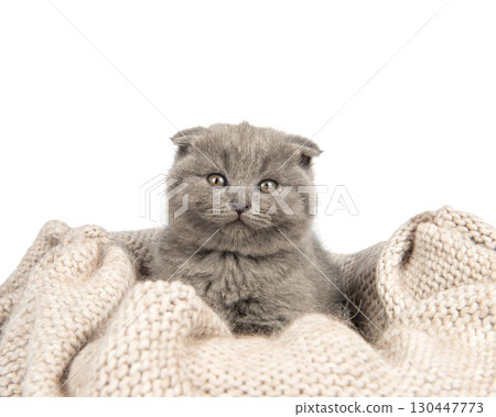 Purebred British Shorthair Blue Kitten in the basket 130447773