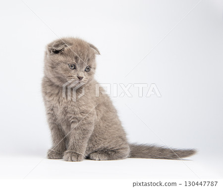 gray british kitten, on white background 130447787