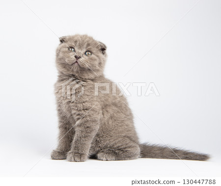 gray british kitten, on white background gray british kitten, on white background 130447788