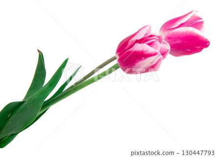 beautiful, pink tulip isolated on the white background beautiful, pink tulip isolated on the white background 130447793