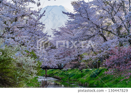 【山梨縣】忍野村新那莊的櫻花與富士山燈光秀 【山梨縣】忍野村新那莊的櫻花與富士山燈光秀 130447829