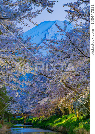 [Yamanashi Prefecture] Illuminated cherry blossoms and Mt. Fuji at Shinnasho River in Oshino Village 130447831