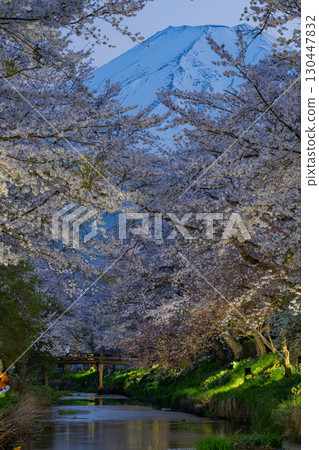 [Yamanashi Prefecture] Illuminated cherry blossoms and Mt. Fuji at Shinnasho River in Oshino Village 130447832
