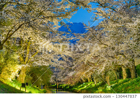 [Yamanashi Prefecture] Illuminated cherry blossoms and Mt. Fuji at Shinnasho River in Oshino Village 130447837