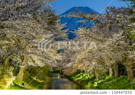 [Yamanashi Prefecture] Illuminated cherry blossoms and Mt. Fuji at Shinnasho River in Oshino Village 130447839