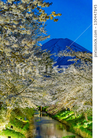 [Yamanashi Prefecture] Illuminated cherry blossoms and Mt. Fuji at Shinnasho River in Oshino Village 130447845