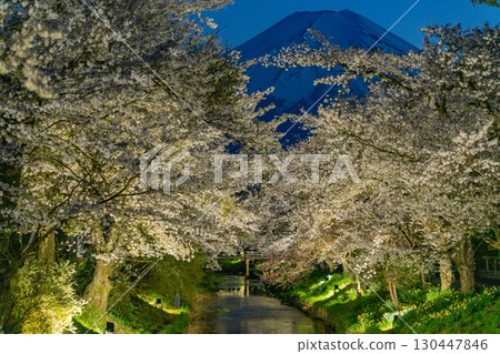 [Yamanashi Prefecture] Illuminated cherry blossoms and Mt. Fuji at Shinnasho River in Oshino Village 130447846