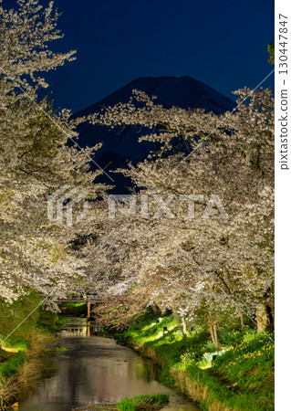 [Yamanashi Prefecture] Illuminated cherry blossoms and Mt. Fuji at Shinnasho River in Oshino Village 130447847