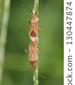 Stink bug mating 130447874