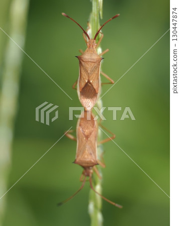 Stink bug mating 130447874