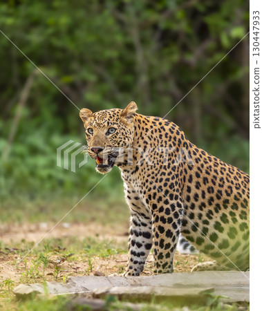 wild indian dominant male leopard or panther or panthera pardus sitting pose in natural monsoon season green background with eye contact near waterhole during safari at forest of central india wild indian dominant male leopard or panther or panthera pardus sitting pose in natural monsoon season green background with eye contact near waterhole during safari at forest of central india 130447933