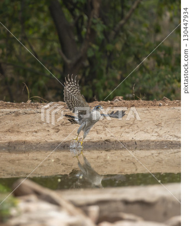 eurasian sparrowhawk or northern sparrowhawk or accipiter nisus in flight with full wingspan from waterhole in hot winter season safari in jhalana leopard reserve forest jaipur rajasthan india 130447934