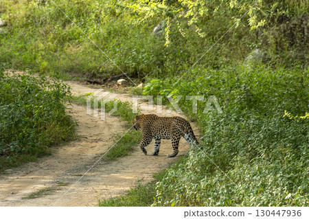 wild male leopard or panthera pardus on territtory stroll walking crossing forest track during monsoon season safari in natural scenic green background kanha national park reserve madhya pradesh india 130447936