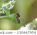 A small and cute type of leafcutter bee 130447954
