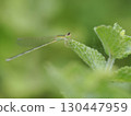 A damselfly resting on mint 130447959