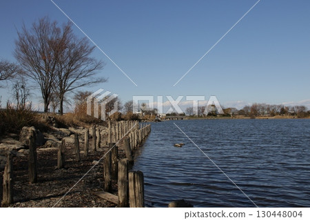 Scenery of Kiriyama swamp in Shiraoka City, Saitama Prefecture 130448004