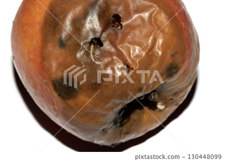 A rotten mouldy red apple that is spoiled and needs to be composted on white background 130448099