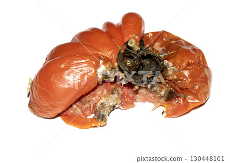 Very mouldy and squashed tomato spoiled and decomposing on white background 130448101