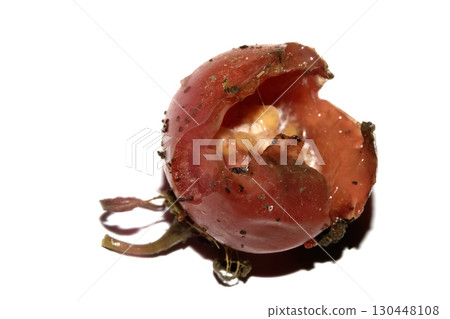 Very mouldy and squashed tomato spoiled and decomposing on white background Very mouldy and squashed tomato spoiled and decomposing on white background 130448108
