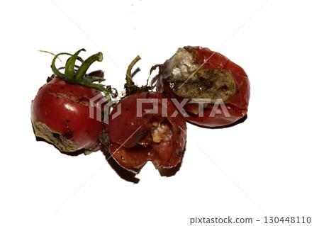 Very mouldy and squashed tomato spoiled and decomposing on white background Very mouldy and squashed tomato spoiled and decomposing on white background 130448110