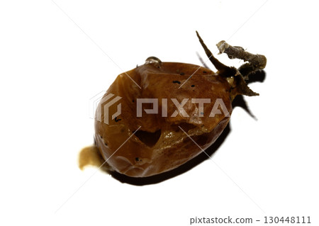 Very mouldy and squashed tomato spoiled and decomposing on white background Very mouldy and squashed tomato spoiled and decomposing on white background 130448111