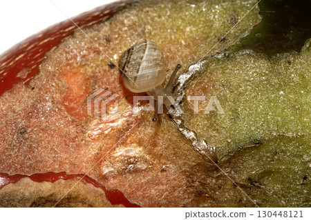 Snail eating a rotten damaged chilli pepper vegetable ruined food Snail eating a rotten damaged chilli pepper vegetable ruined food 130448121