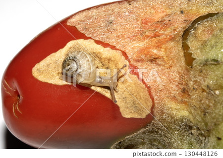 Snail eating a rotten damaged chilli pepper vegetable ruined food Snail eating a rotten damaged chilli pepper vegetable ruined food 130448126