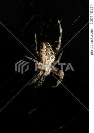 Close up of a garden spider on a web arachnophobia scary nature Close up of a garden spider on a web arachnophobia scary nature 130448134