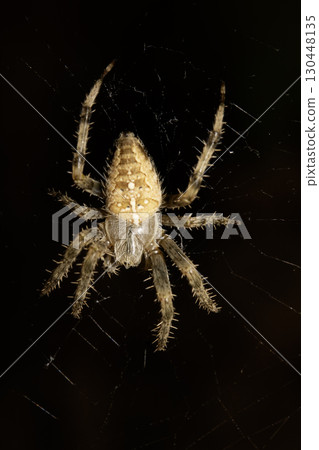 Close up of a garden spider on a web arachnophobia scary nature Close up of a garden spider on a web arachnophobia scary nature 130448135