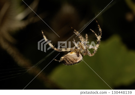 Close up of a garden spider on a web arachnophobia scary nature Close up of a garden spider on a web arachnophobia scary nature 130448139