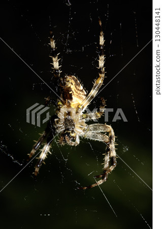 Close up of a garden spider on a web arachnophobia scary nature 130448141
