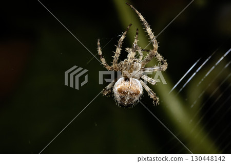 Close up of a garden spider on a web arachnophobia scary nature Close up of a garden spider on a web arachnophobia scary nature 130448142