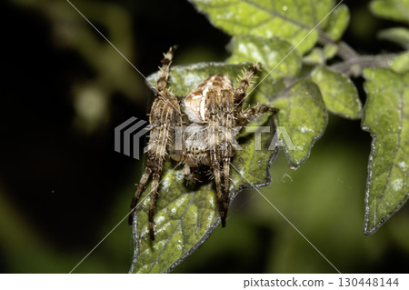 Close up of a garden spider on a web arachnophobia scary nature 130448144