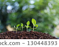 small sunflower sprouts growing with macro water droplets line up  130448393