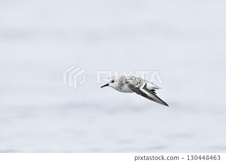 身披冬羽的三趾濱鷸在飛行 130448463