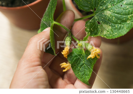 Cucumber plants in pots exhibiting signs of disease and growth challenges at home 130448665