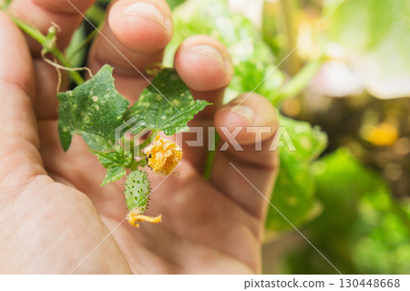 Growing cucumbers at home in pots for a healthy garden and avoiding plant illnesses 130448668
