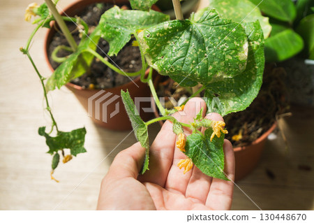 Cucumber plants in pots at home showing signs of disease and poor health 130448670