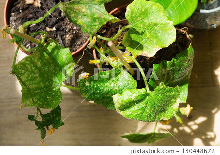 Cucumber plants growing in pots at home facing issues with diseases and sickness Bacterial leaf spot Cucumber plants growing in pots at home facing issues with diseases and sickness Bacterial leaf spot 130448672