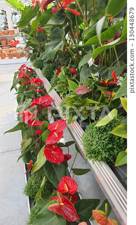 Vibrant red anthurium plants displayed in a greenhouse with lush greenery around 130448679