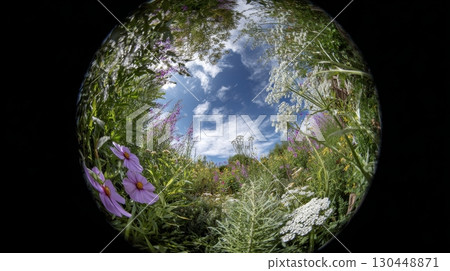 Native plants bloom in a backyard garden, attracting pollinators and enhancing urban biodiversity in summer Native plants bloom in a backyard garden, attracting pollinators and enhancing urban biodiversity in summer 130448871