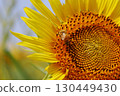Sunflowers and honeybee 130449430