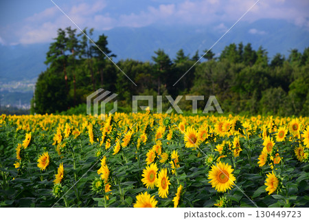北陸市Akeno的向日葵領域 130449723