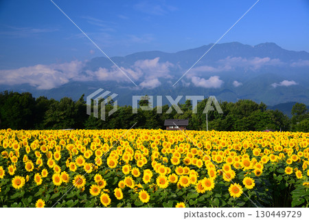 北陸市Akeno的向日葵領域 130449729