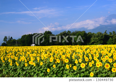 北陸市Akeno的向日葵領域 130449730